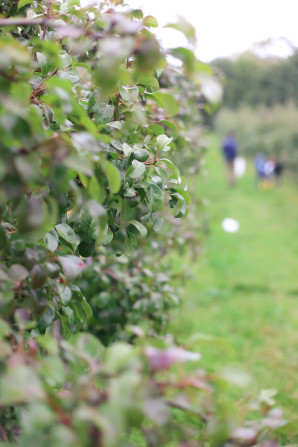 A day trip from Copenhagen to pick some of Denmark's best apples and pears at the Frydenlunds Frugtplantage outside of Vedbaek.